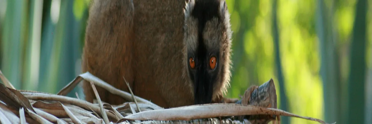 Image Entreprise monte escalier Mayotte