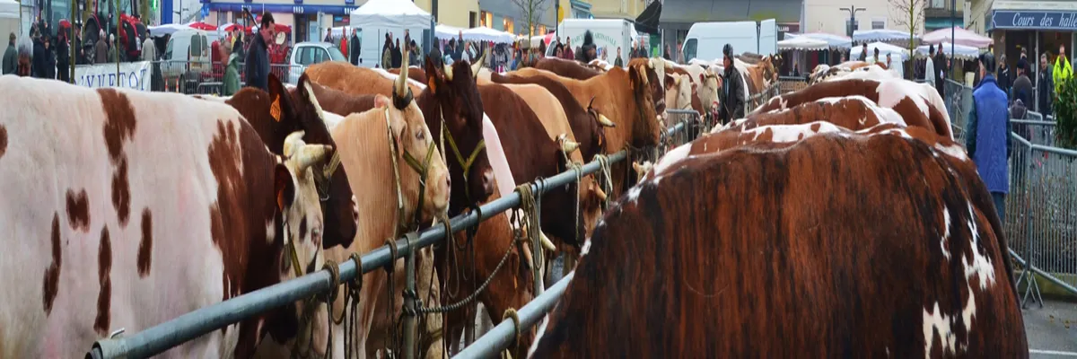 Image Entreprise monte escalier Yvetot