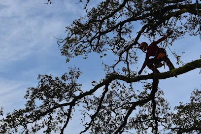 Photo de Montée de sève
